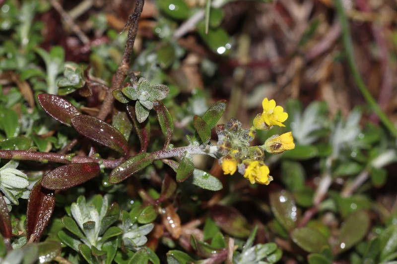 Alyssum montanum photo 4