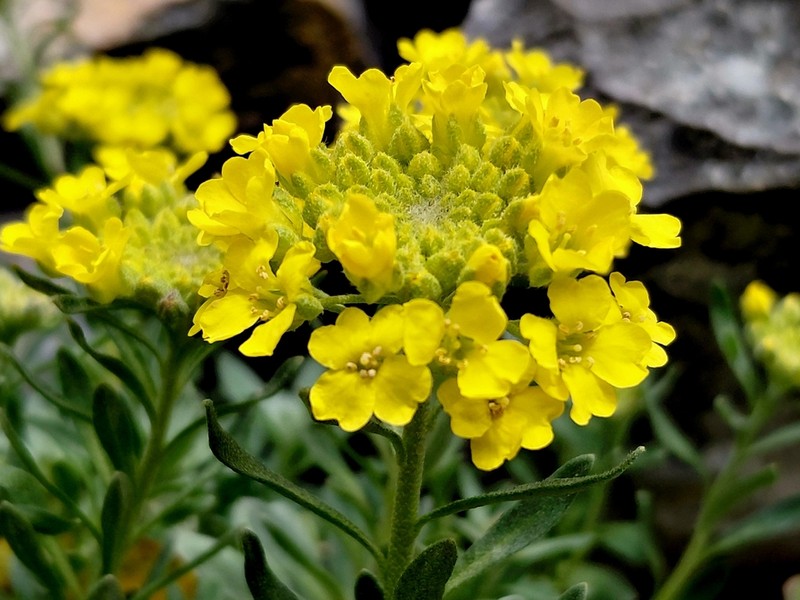 Alyssum montanum photo 5