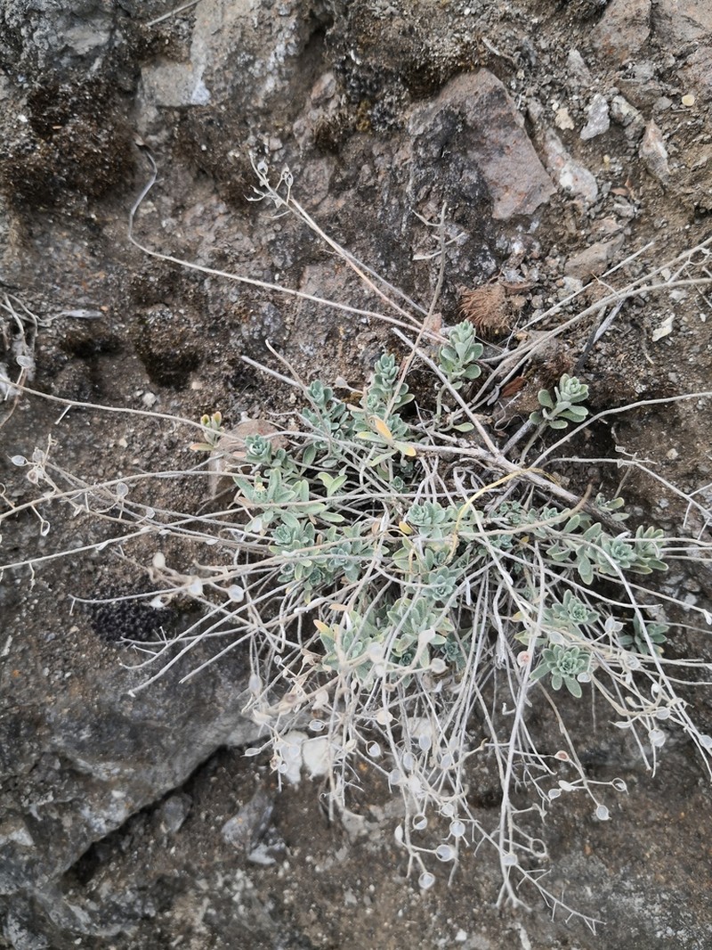 Alyssum montanum photo 6