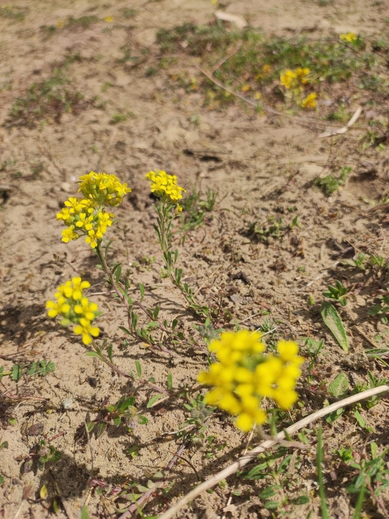 Alyssum montanum photo 7