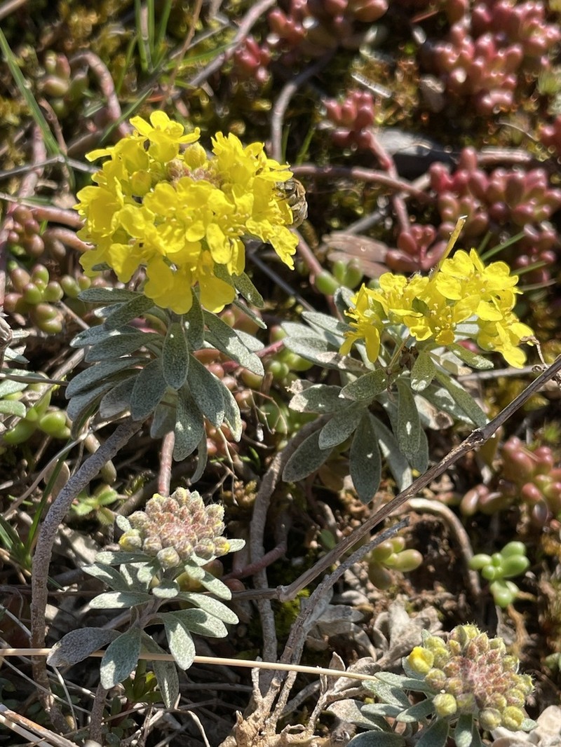 Alyssum montanum photo 8
