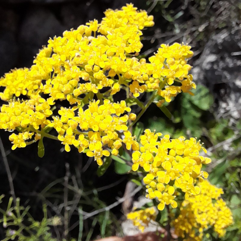 Yellowtuft photo 2