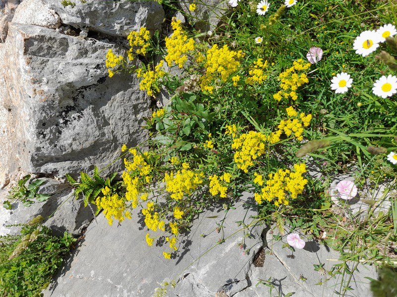 Yellowtuft photo 3