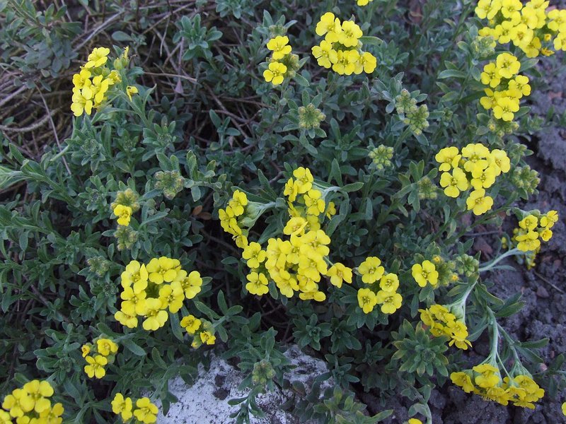 Yellowtuft photo 4