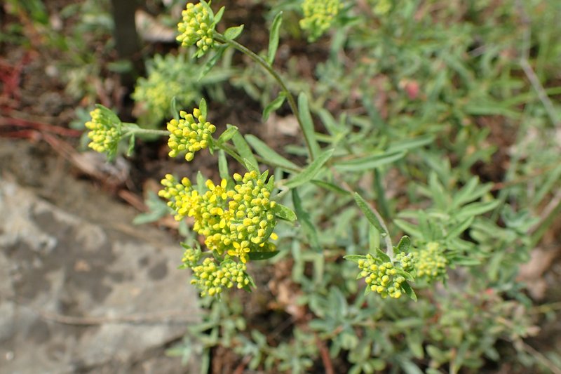 Yellowtuft photo 5