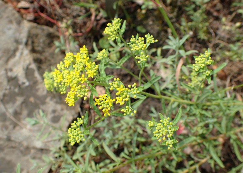 Yellowtuft photo 6