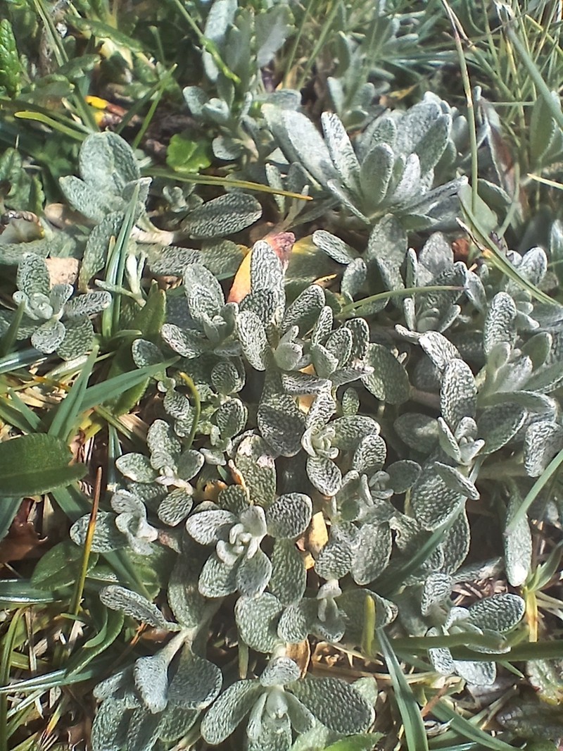 Alyssum neglectum