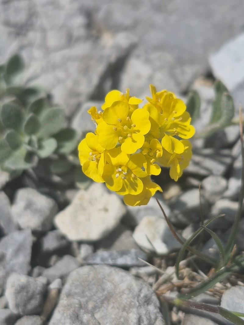Alyssum neglectum photo 3