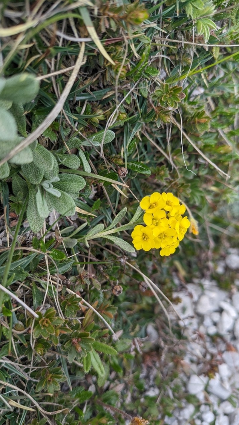 Alyssum neglectum photo 4