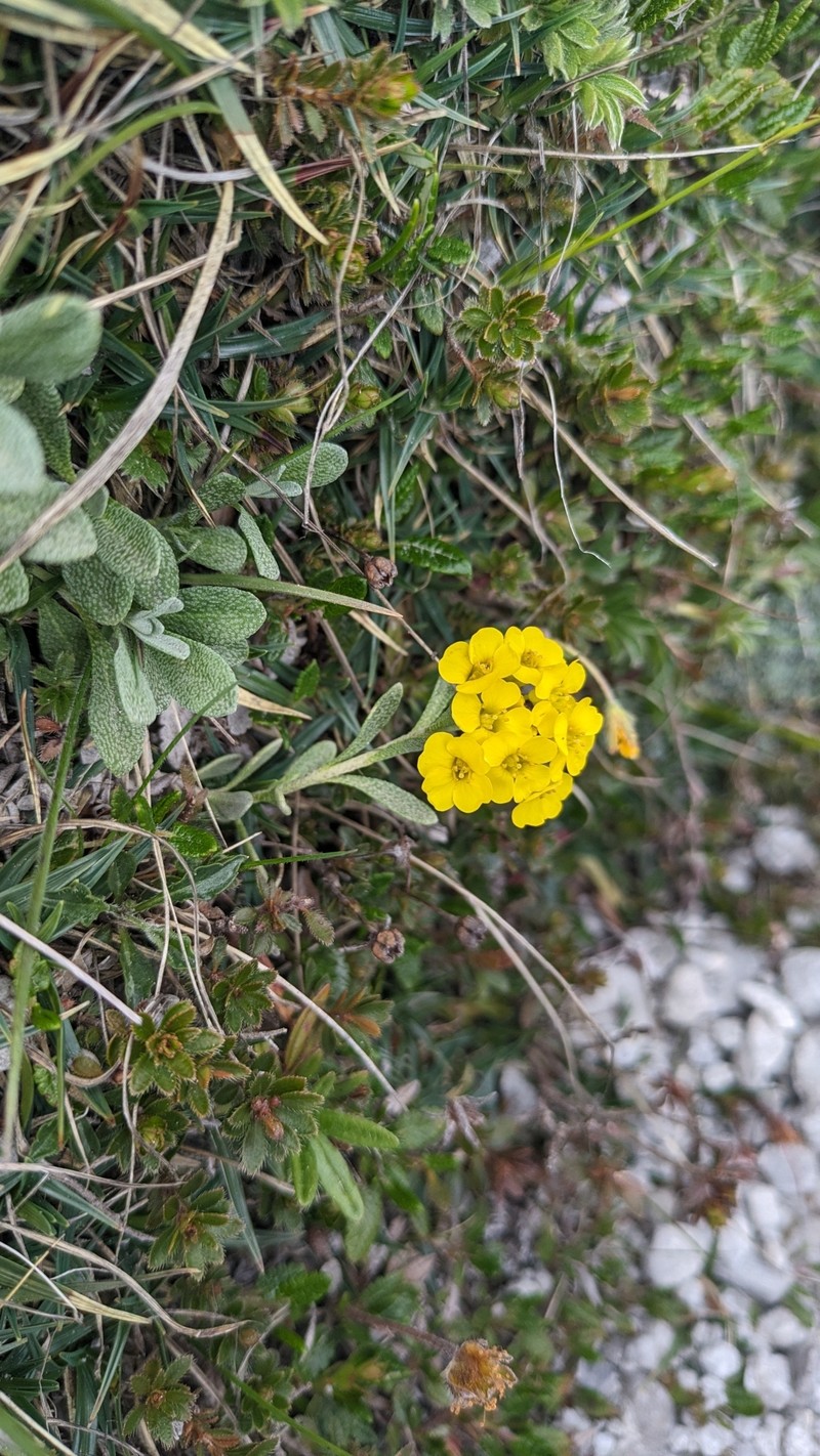 Alyssum neglectum photo 5