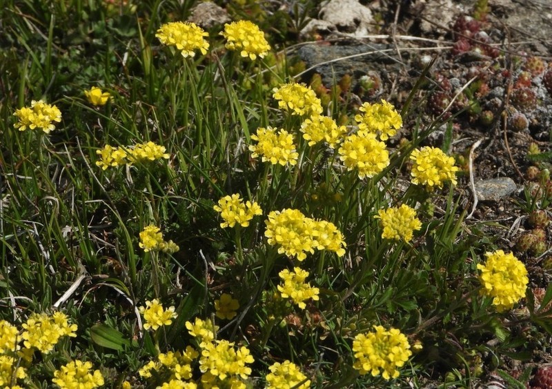 Alyssum orophilum
