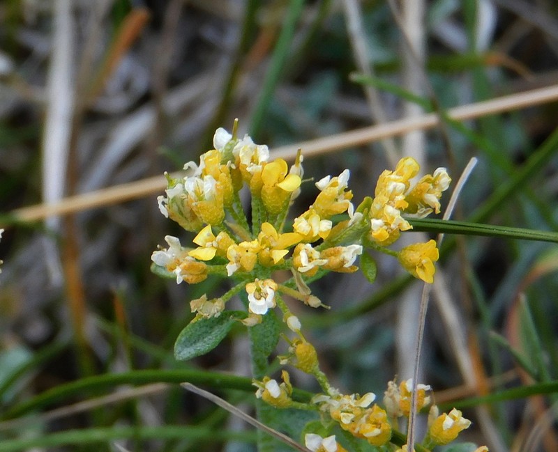 Alyssum orophilum photo 2