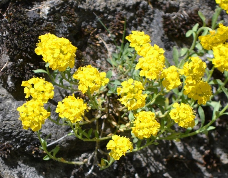 Alyssum orophilum photo 3