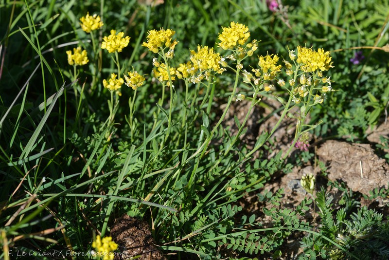 Alyssum orophilum photo 4