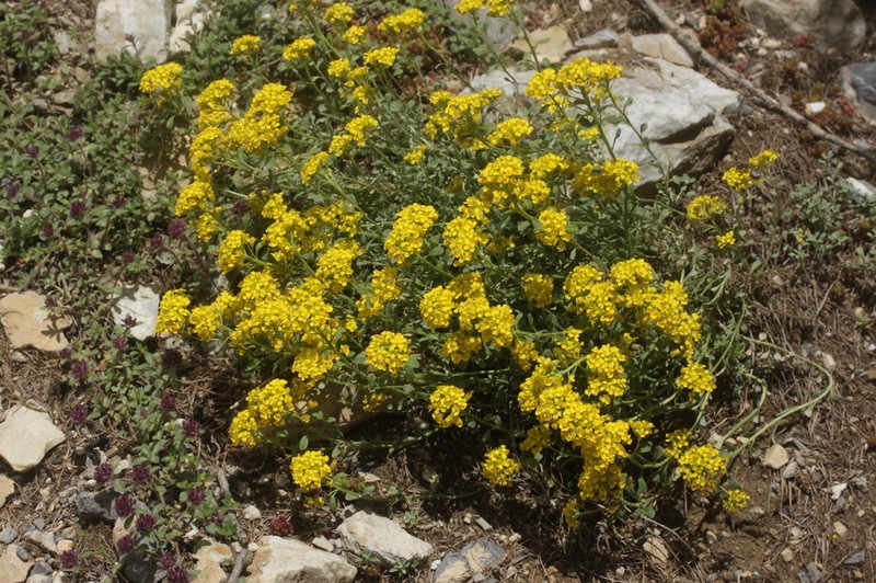 Alyssum orophilum photo 5