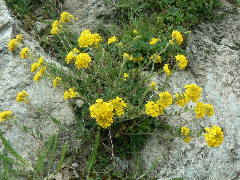 Alyssum orophilum photo 6