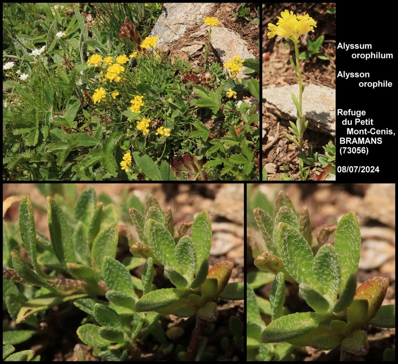 Alyssum orophilum photo 8
