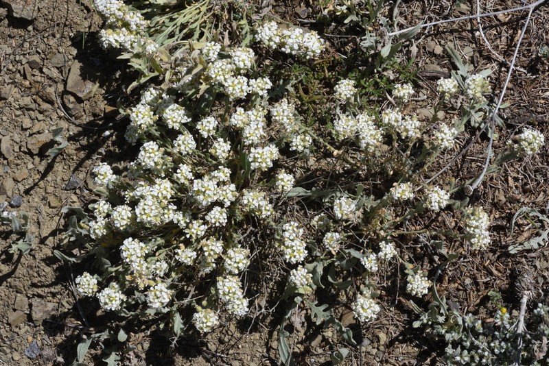 Alyssum paphlagonicum
