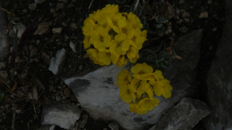 Alyssum pirinicum