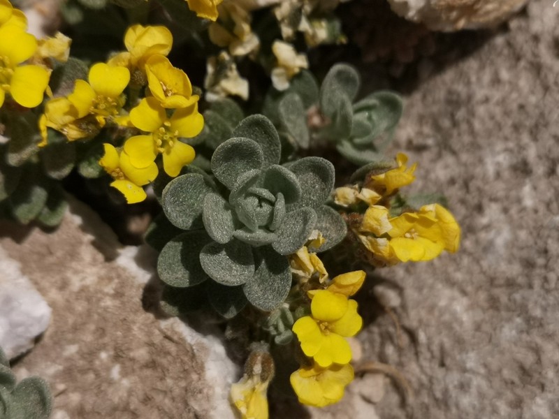Alyssum pirinicum photo 2