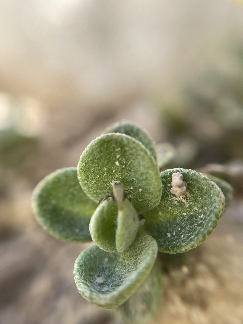 Alyssum pirinicum photo 3