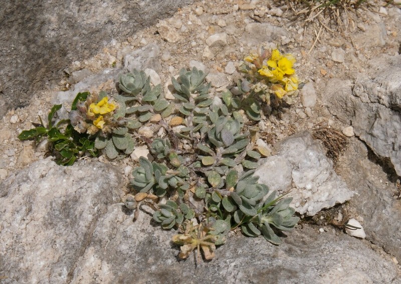 Alyssum pirinicum photo 4
