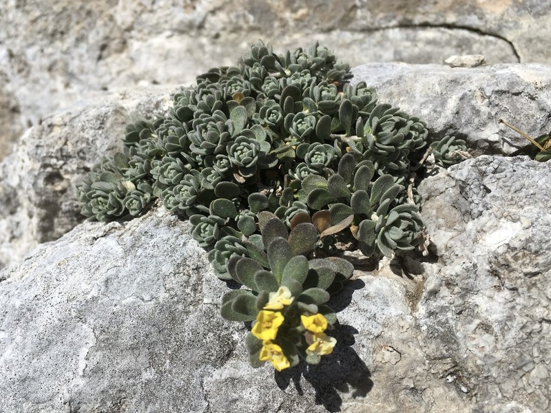 Alyssum pirinicum photo 5