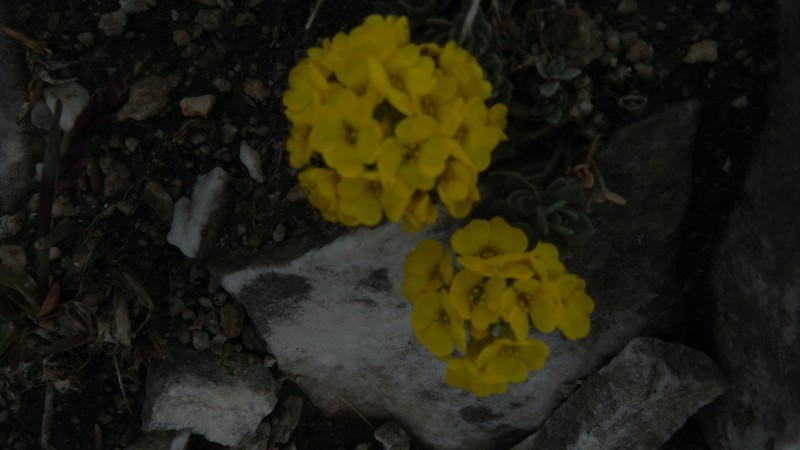 Alyssum pirinicum photo 7