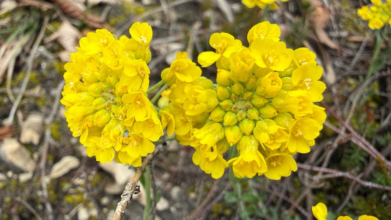 Alyssum pluscanescens