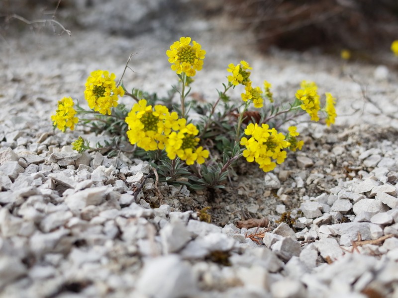 Alyssum pluscanescens photo 2