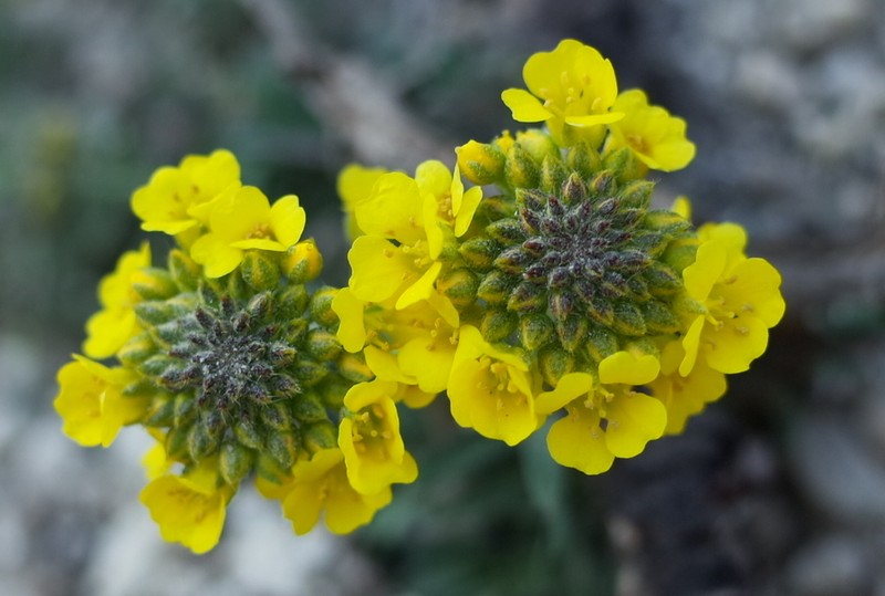 Alyssum pluscanescens photo 3