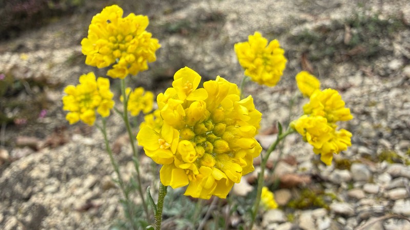 Alyssum pluscanescens photo 4