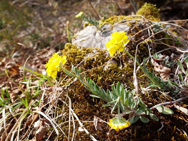 Alyssum pluscanescens photo 5