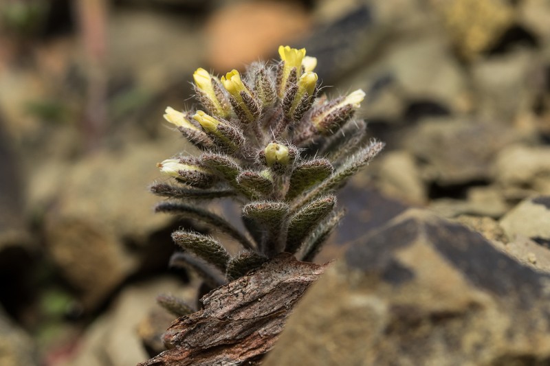 Alyssum pogonocarpum