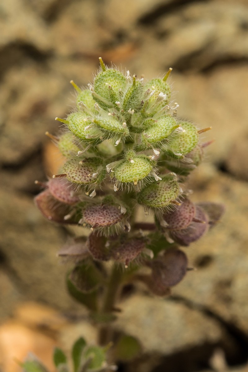 Alyssum pogonocarpum photo 2