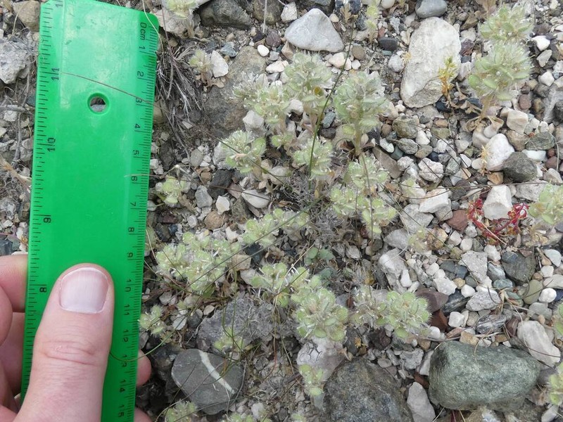 Alyssum pogonocarpum photo 3