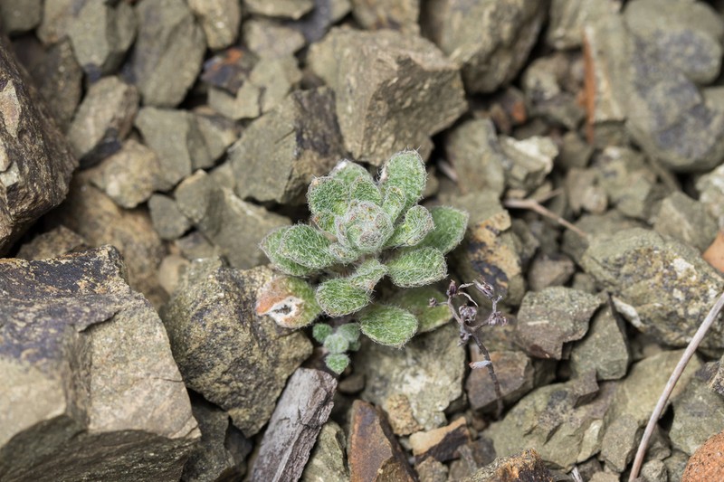 Alyssum pogonocarpum photo 4