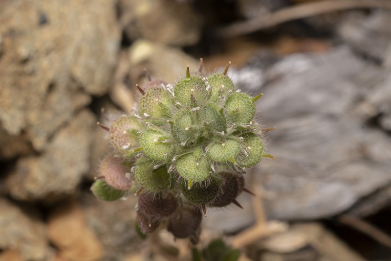 Alyssum pogonocarpum photo 5