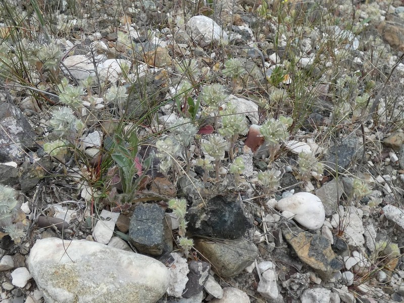 Alyssum pogonocarpum photo 6