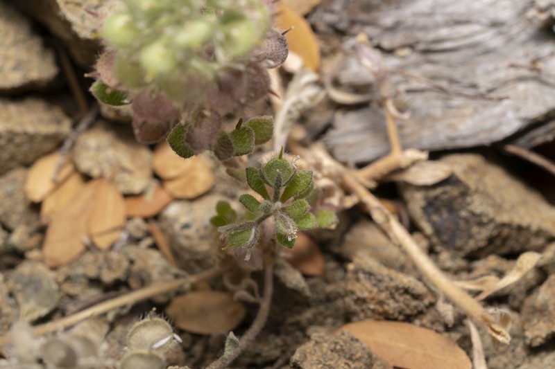 Alyssum pogonocarpum photo 7