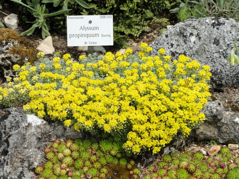 Alyssum propinquum