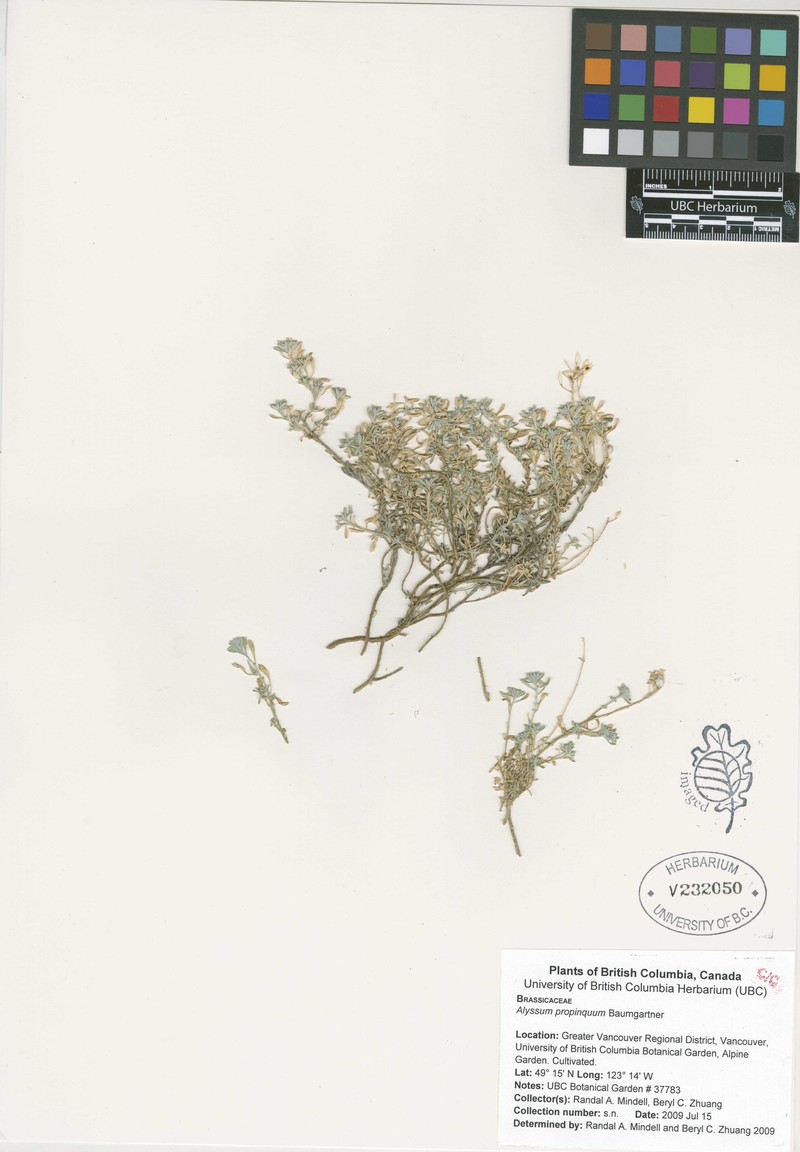 Alyssum propinquum photo 2