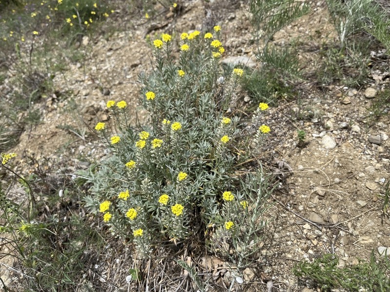 Alyssum pulvinare