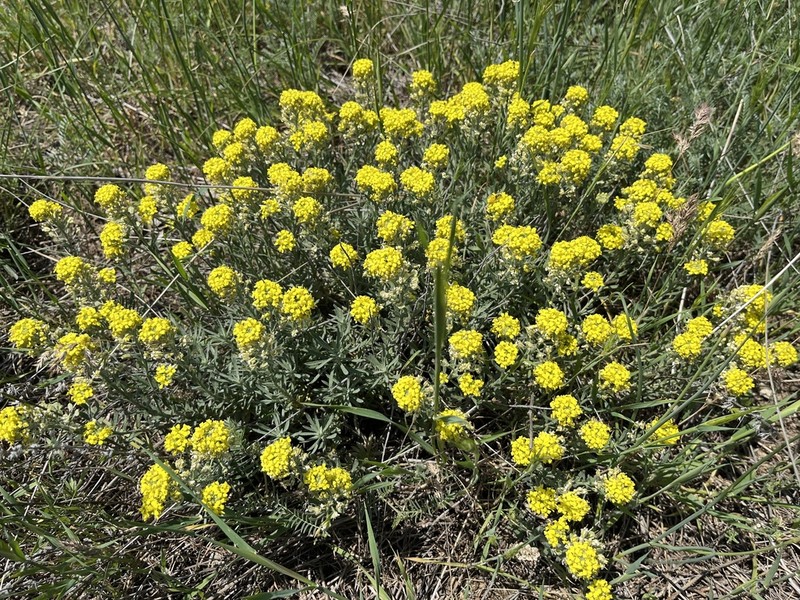 Alyssum pulvinare photo 2