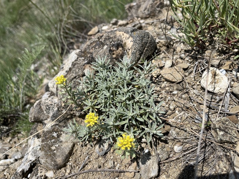 Alyssum pulvinare photo 3