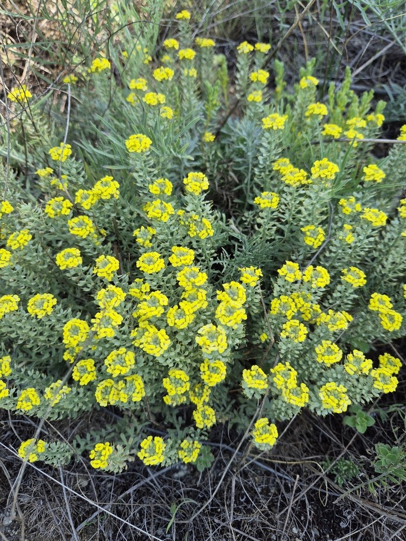 Alyssum pulvinare photo 4