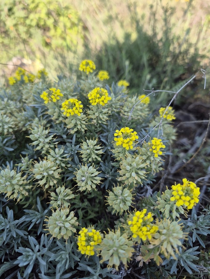 Alyssum pulvinare photo 5