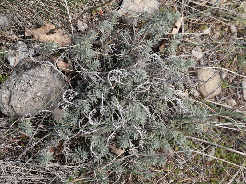 Alyssum pulvinare photo 6