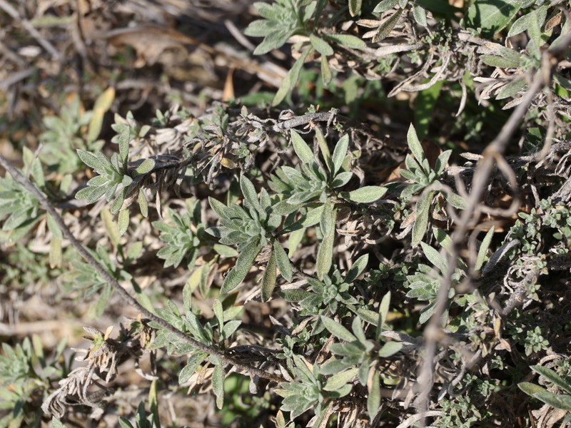 Alyssum pulvinare photo 7
