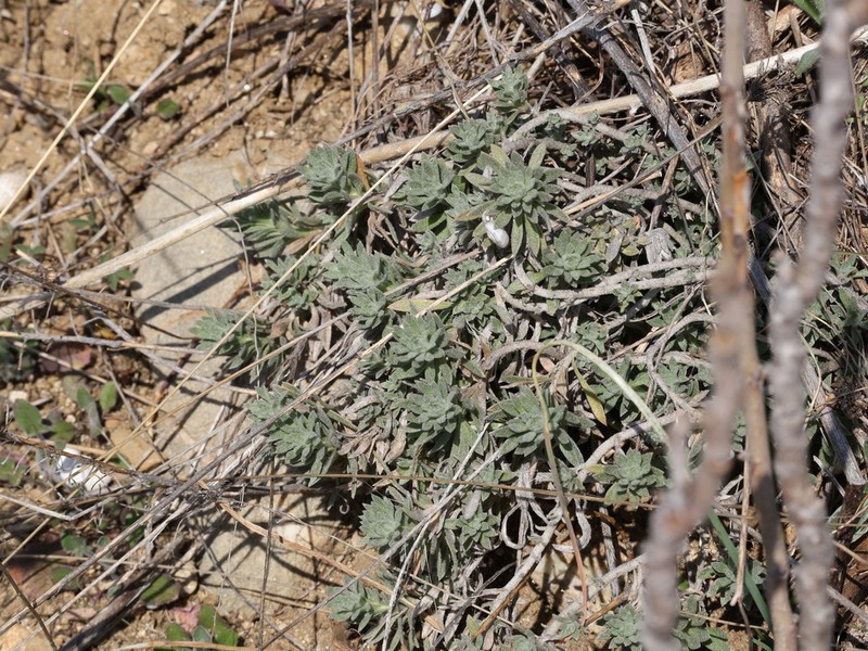 Alyssum pulvinare photo 8